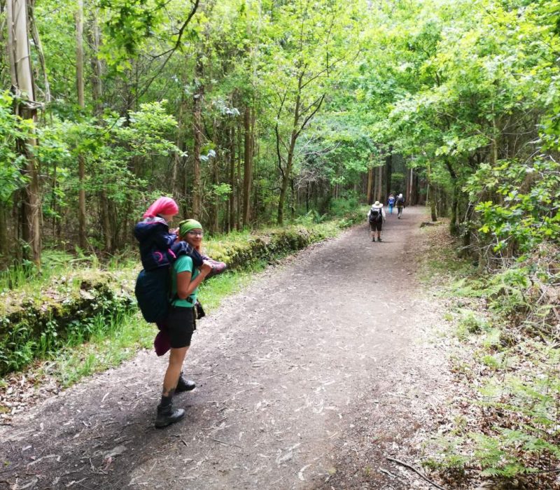 Ziua 33: Brambura prin pădurea de eucalipt