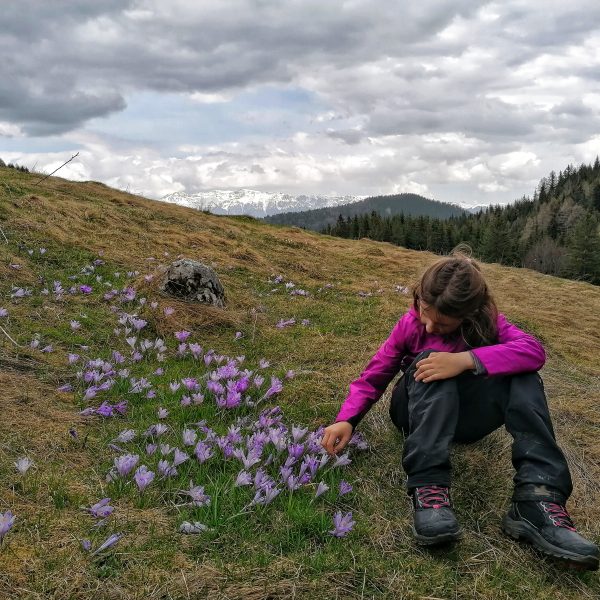 Plecați după brândușe în Piatra Craiului