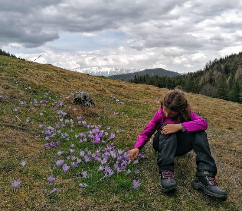 Plecați după brândușe în Piatra Craiului