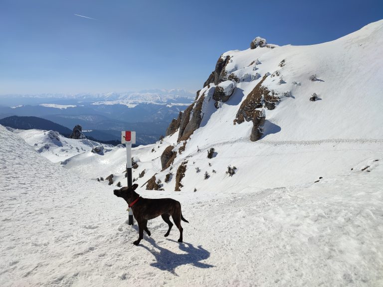 Read more about the article Dinozaurii înzăpeziți din Ciucaș