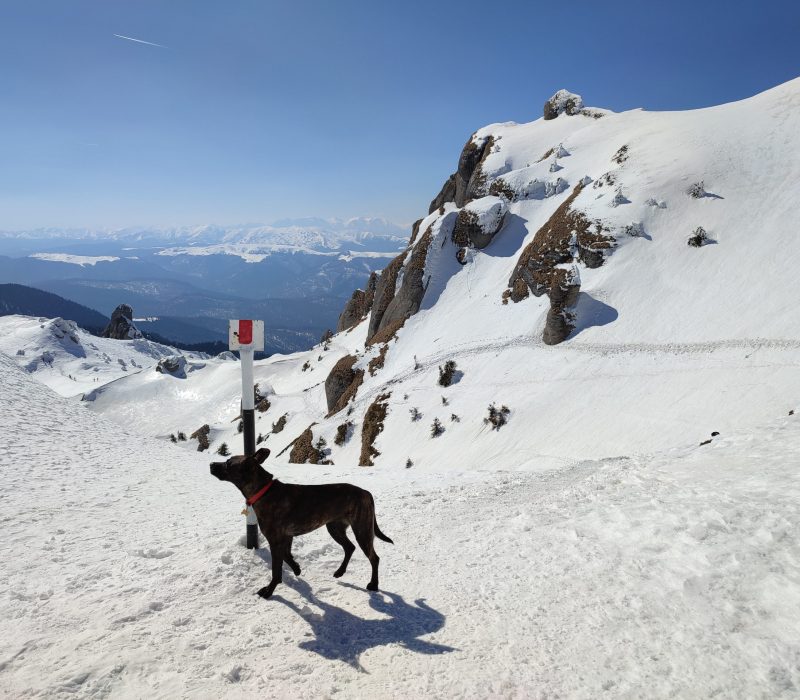 Dinozaurii înzăpeziți din Ciucaș