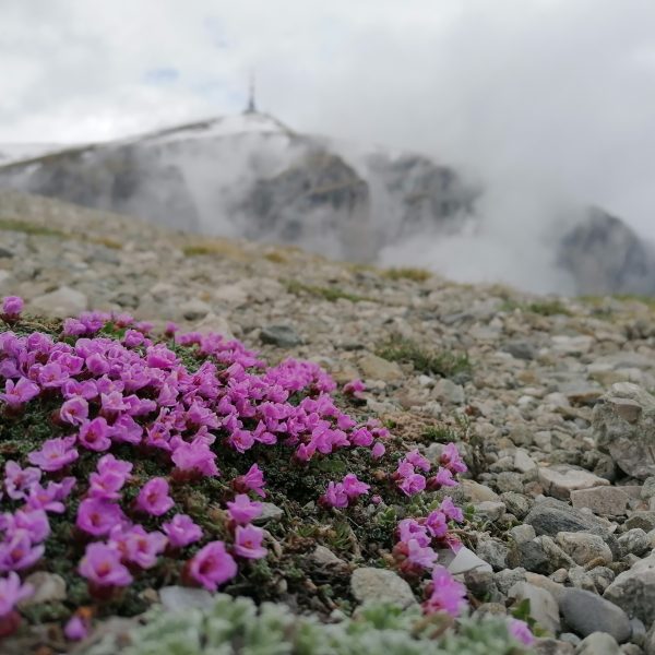 Poteci efemere în culmi de Bucegi