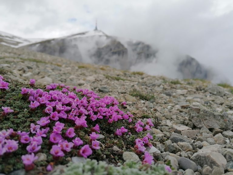 Read more about the article Poteci efemere în culmi de Bucegi