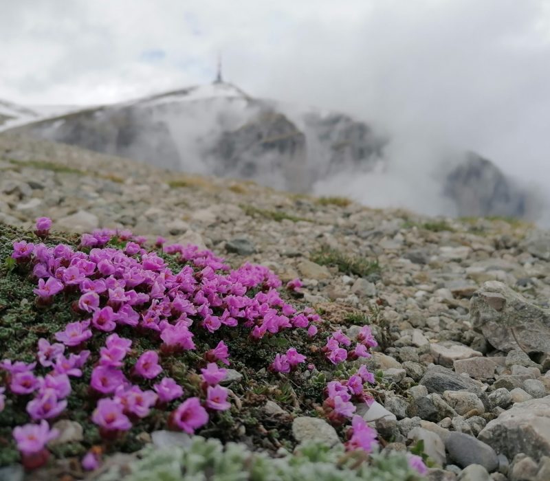 Poteci efemere în culmi de Bucegi