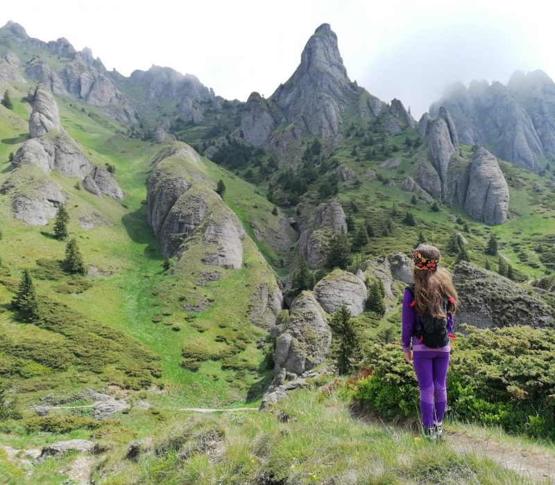 În căutarea bujorului de munte pe poteci de Ciucaș